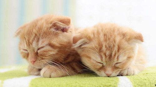 折耳猫娱乐吃瓜